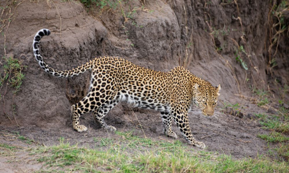 African Leopard in the Kruger National Park