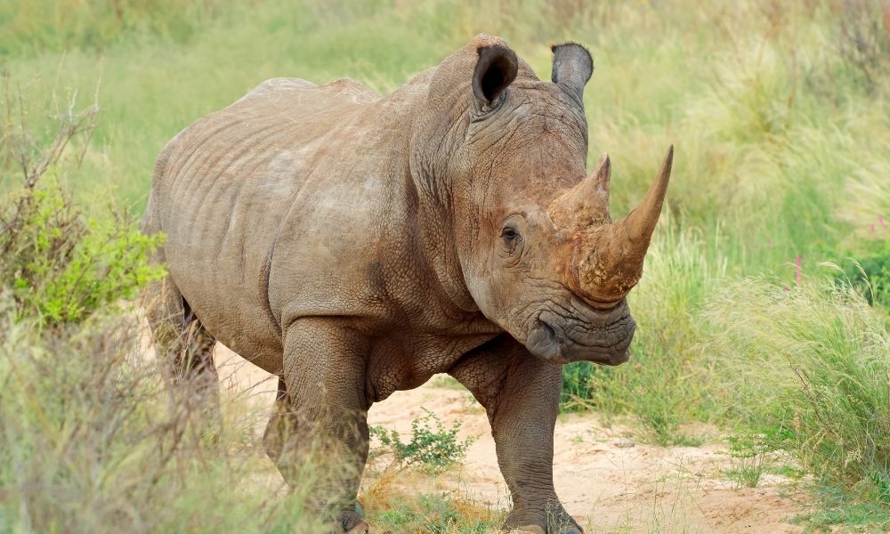 White Rhino in the Kruger National Park