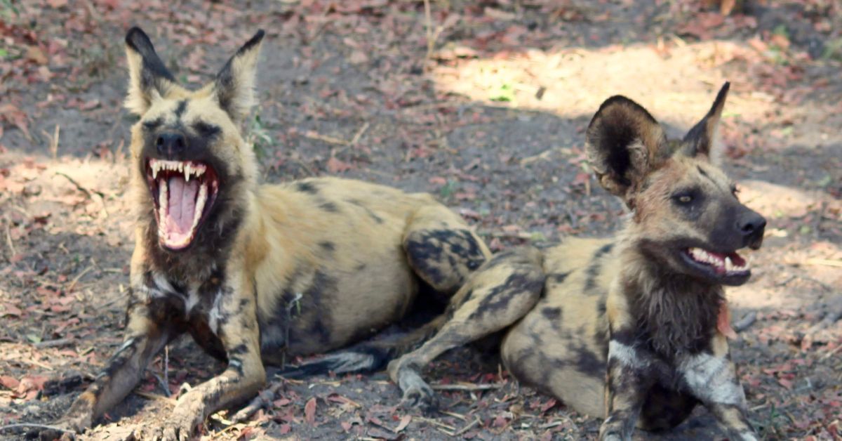 An endangered African wild dog lies down comfortably in the dry bushveld grass while yawning widely.