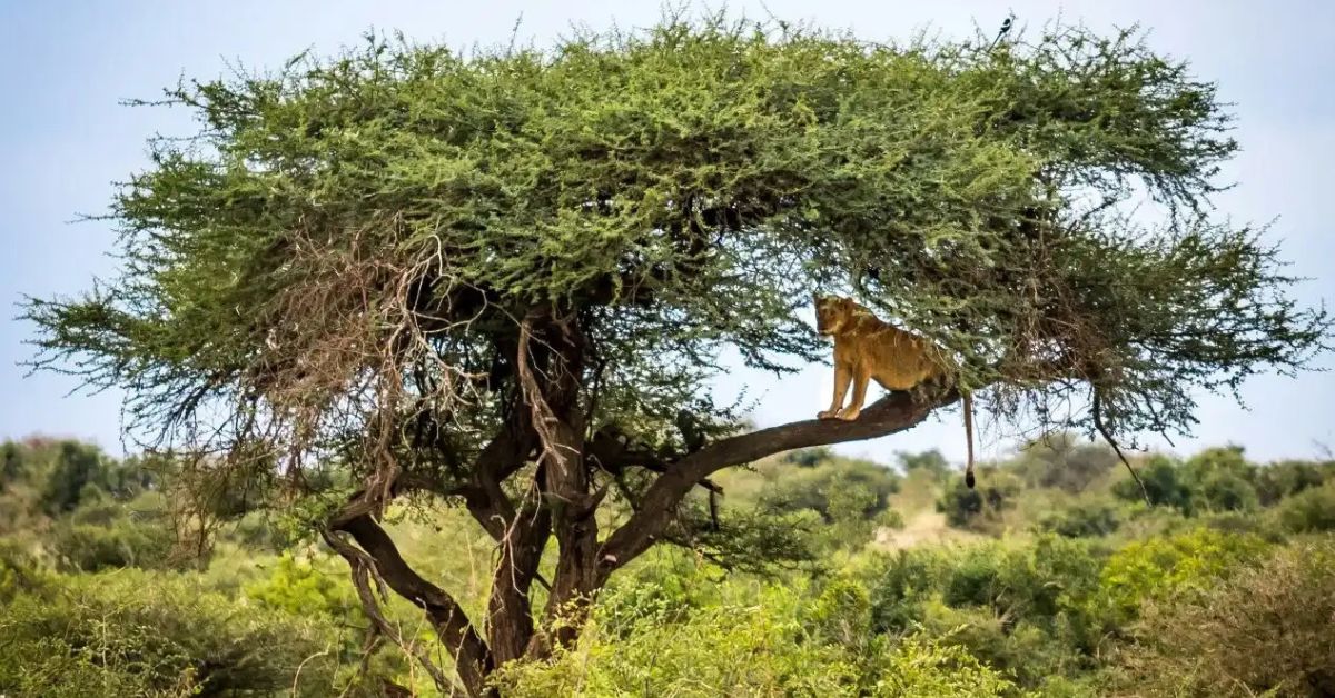 A lion is seen perched high up in a large, wide-spreading green tree against a bright sky.