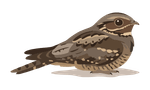 African Birds Icon