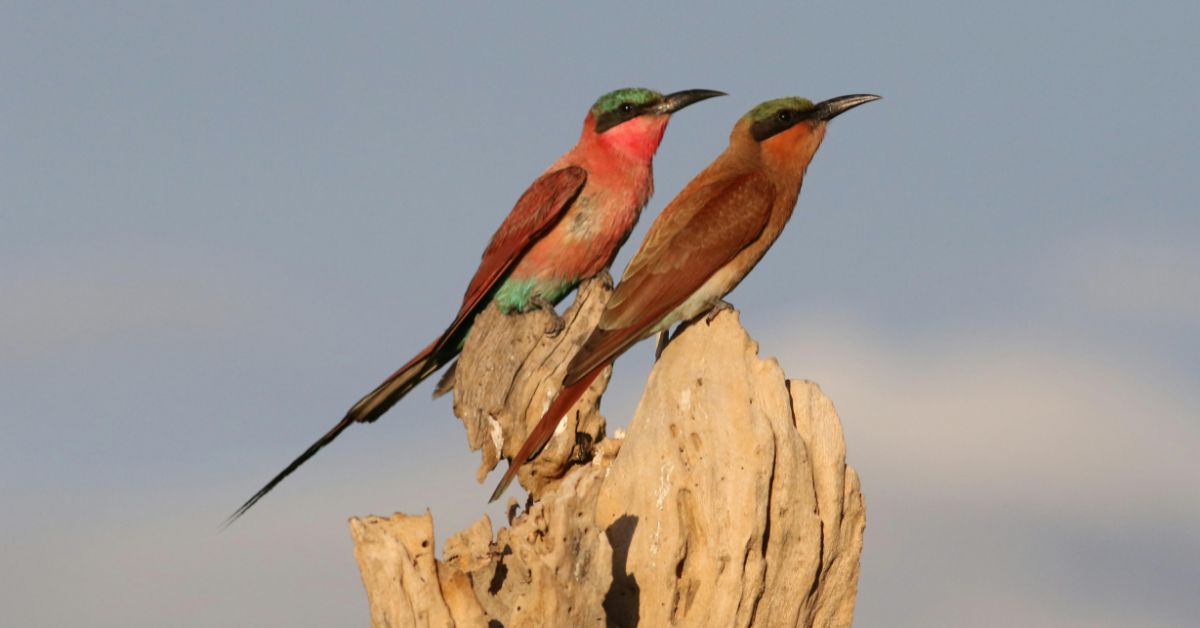 Two Southern Carmine Bee-eaters with long tail feathers perched side-by-side on a branch in Kruger National Park.