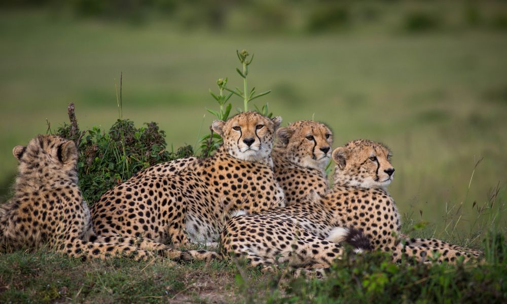 Cheetah in the Kruger National Park