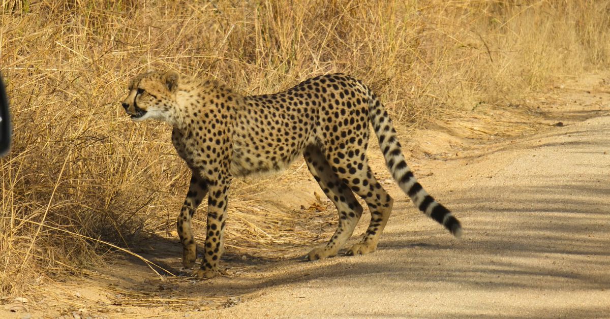 A cheetah walking along a dirt track, highlighting active Kruger wildlife behaviour on a game drive.