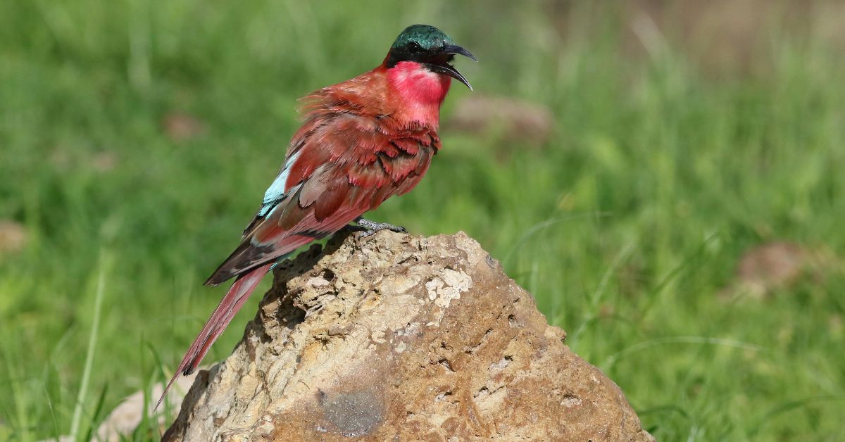 Profile view of a Southern Carmine Bee-eater resting on a perch against a soft green background in the South African bush.
