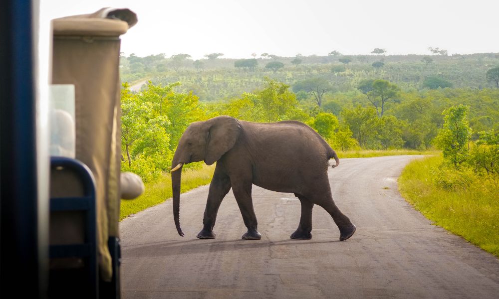 A wild elephant crossing the road in front of a safari vehicle in Kruger National Park.