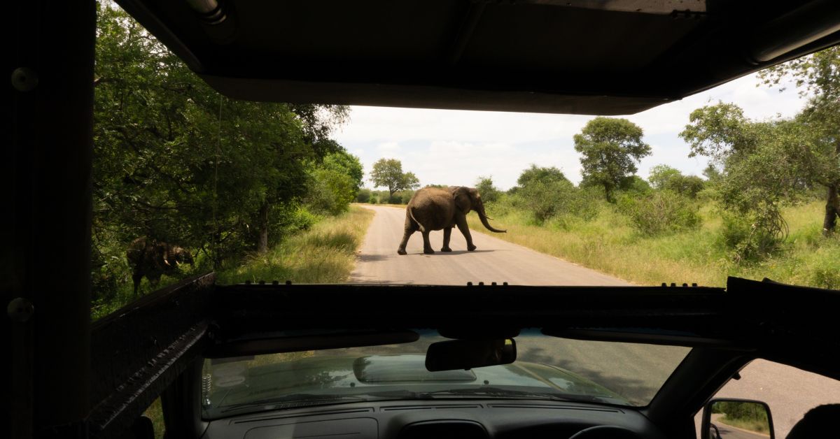 View through a vehicle windshield of a large elephant walking across a paved road in the savanna.