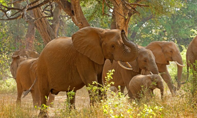 African Elephant