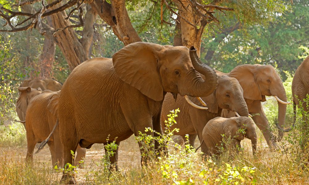 African Elephant in the Kruger National Park