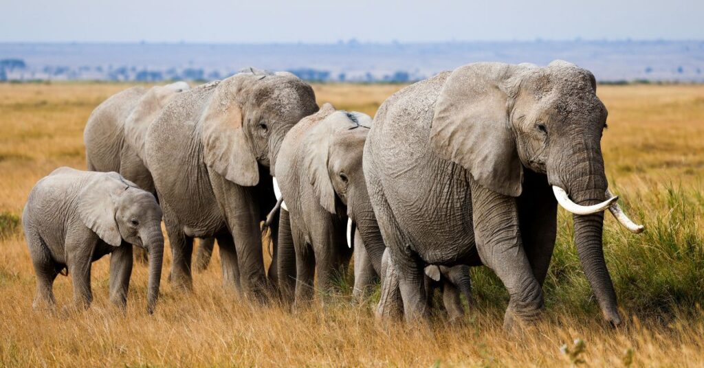 What It’s Like To See Your First Elephant In The Wild