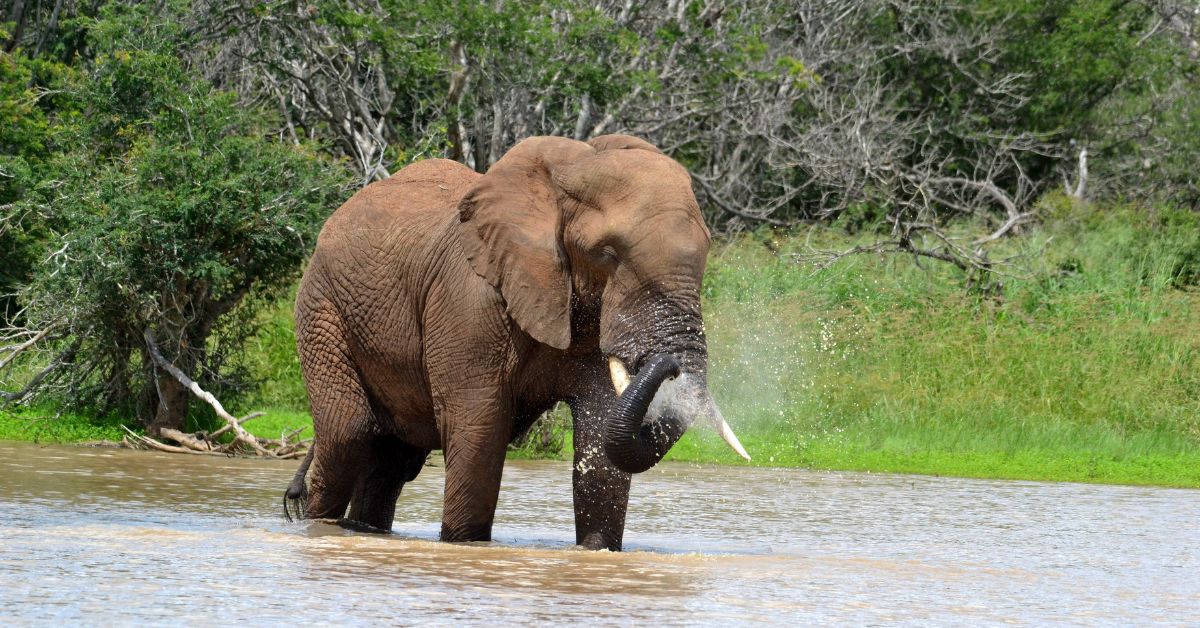 A large African elephant wading through a river with lush green foliage in the background.