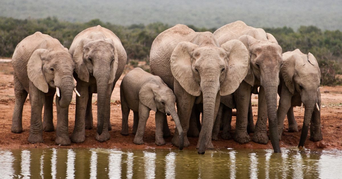 A line of elephants and young calves standing at the edge of a waterhole drinking, with their reflections visible in the water.