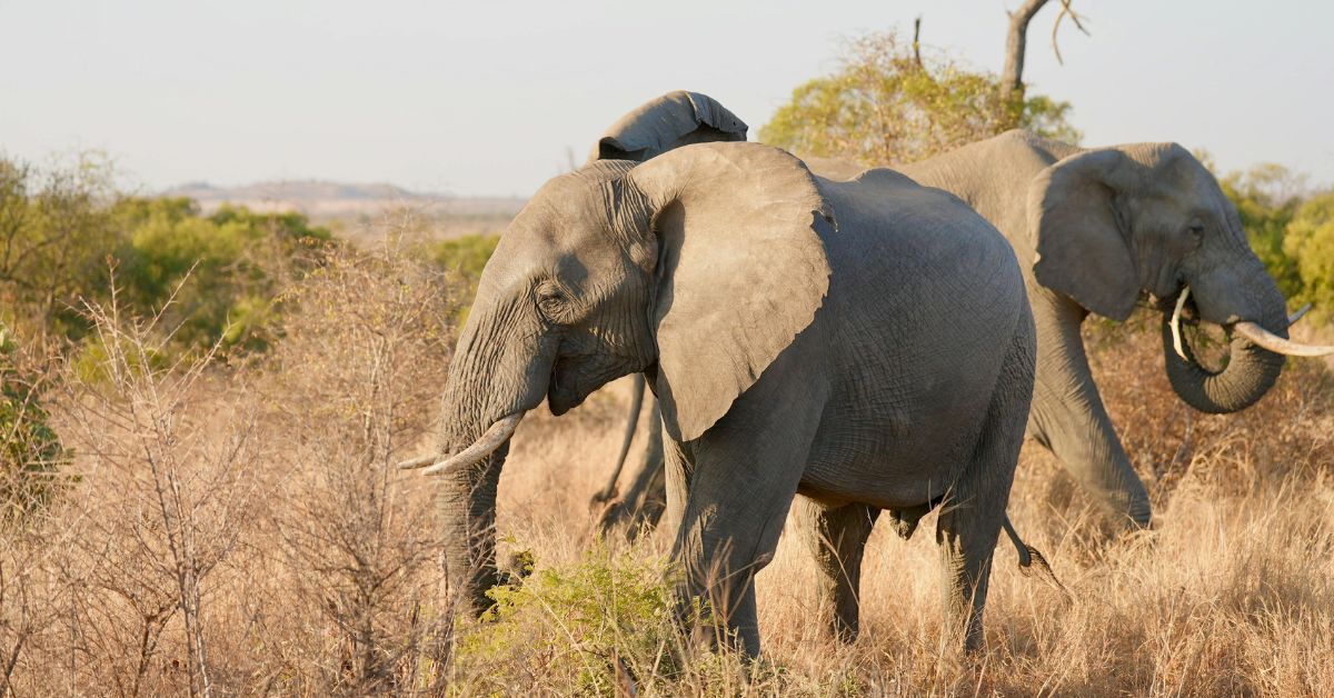 Two African elephants foraging for food among dry shrubs and trees in the wild.
