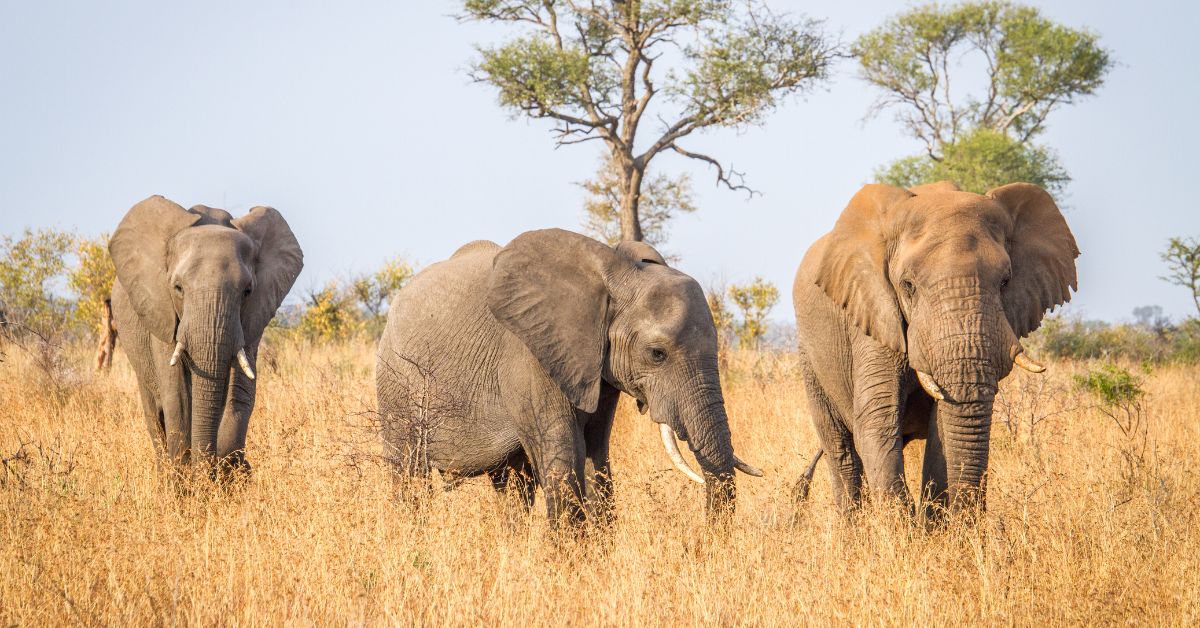 Three African elephants walking through dry yellow grass in Kruger National Park.