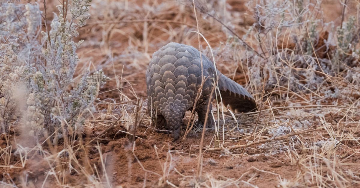 A Ground Pangolin partially obscured by dry grass and shrubs in the African bush, showcasing its natural camouflage.