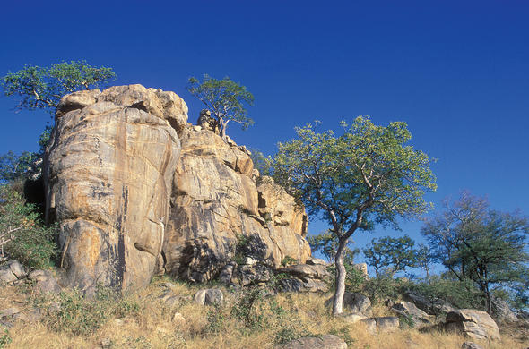 Explore Kruger Shirimantanga Wilderness