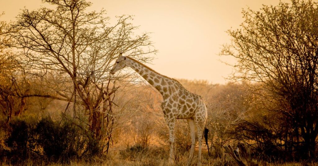 Kruger National Park vs Greater Kruger National Park: The Real Truth