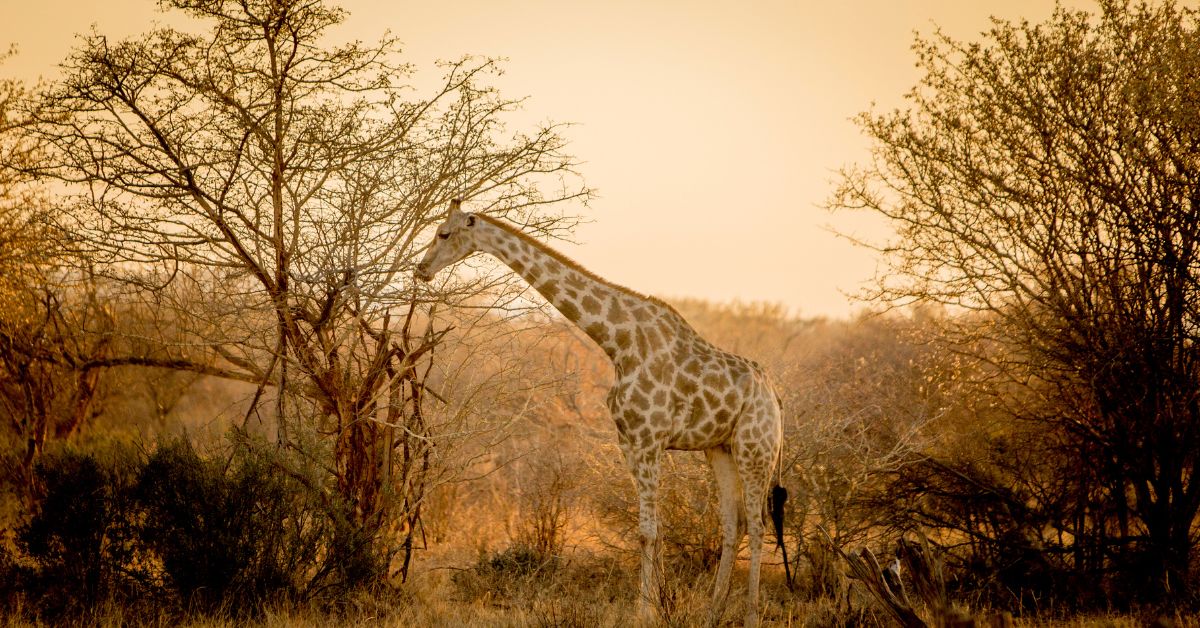 A tall giraffe browsing from a thorn tree during golden hour, highlighting the shared ecosystem when comparing kruger national park vs greater kruger.