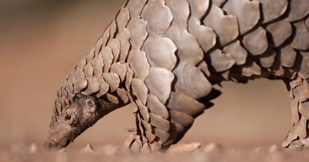 Close-up of a Ground Pangolin's head and armored scales as it forages for insects on the ground in a savanna habitat.