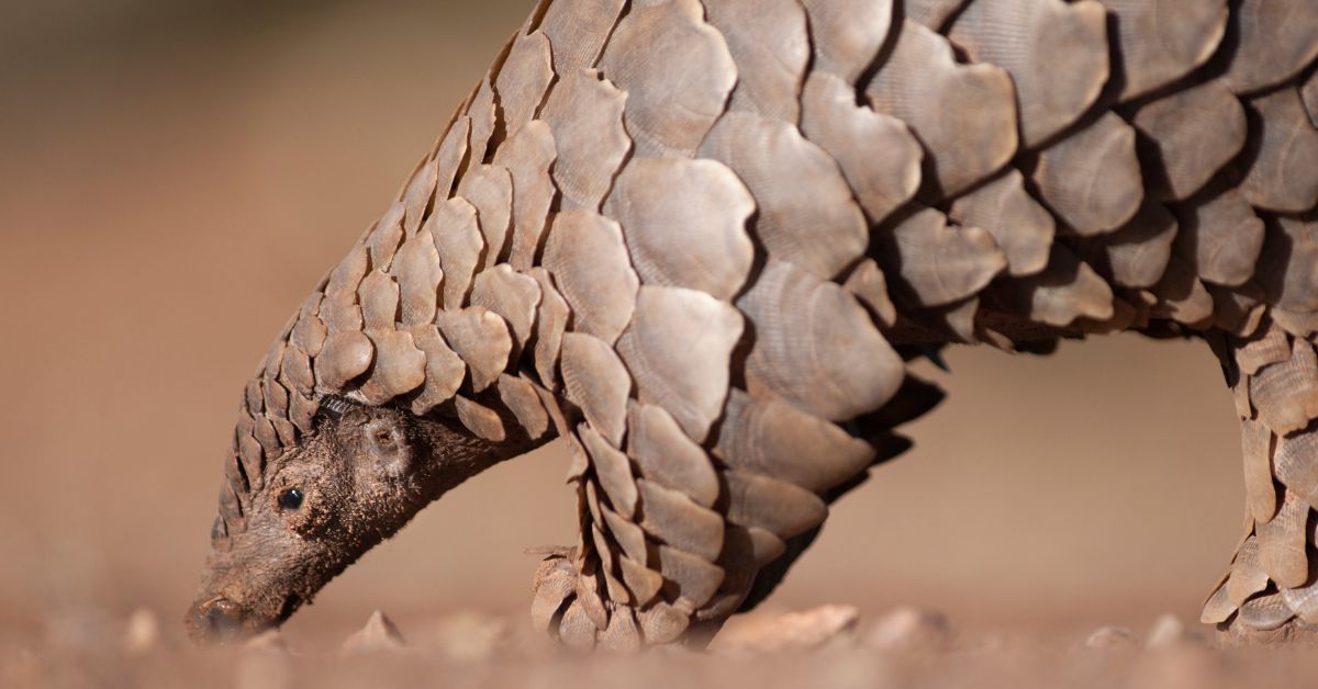 Close-up of a Ground Pangolin's head and armored scales as it forages for insects on the ground in a savanna habitat.