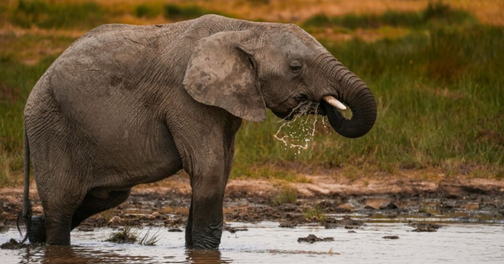 3 Day Classic Kruger National Park safari tour