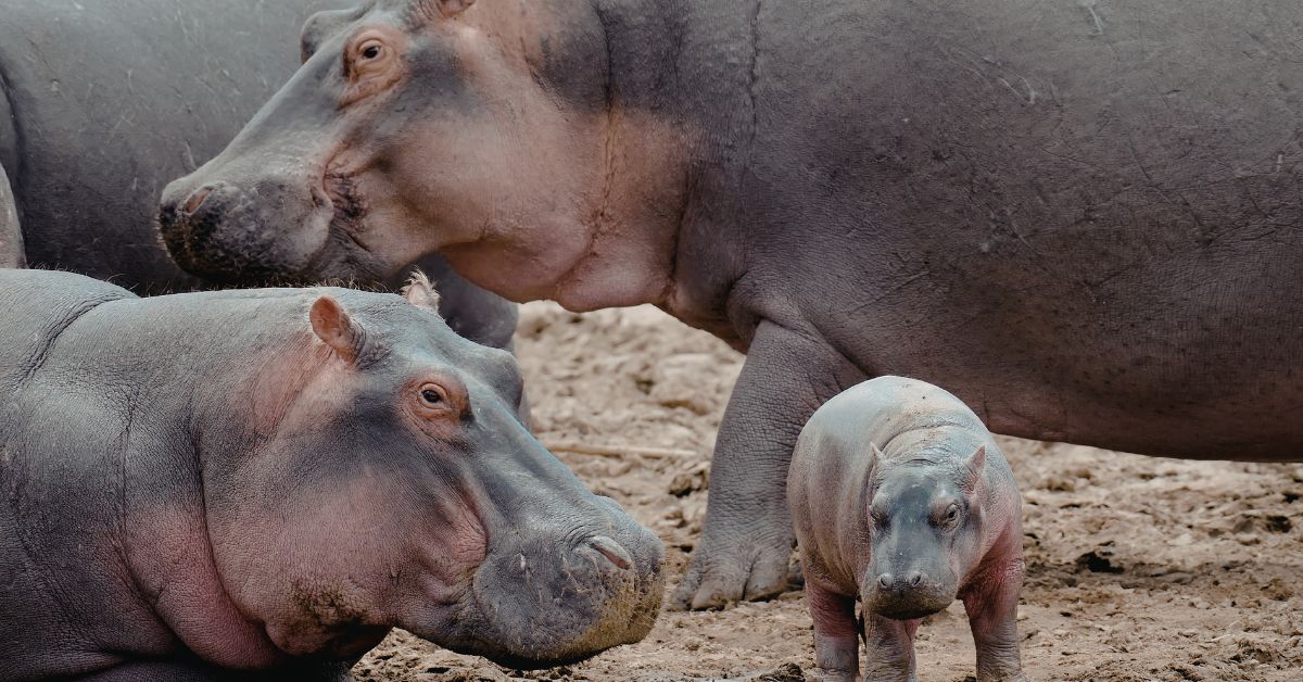 A close-up view of adult hippopotamuses on land protecting a tiny baby hippo calf