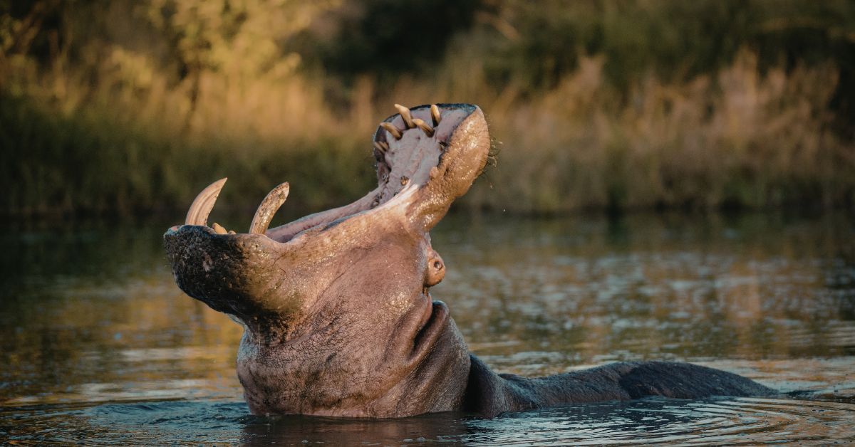 A submerged hippopotamus in a river opening its mouth wide to display its teeth and tusks