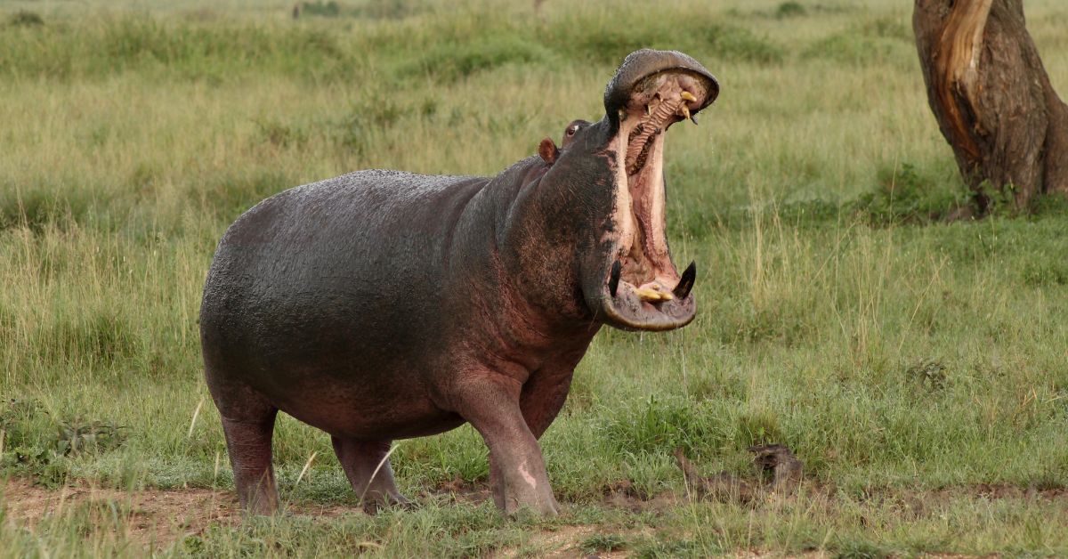 A large hippopotamus standing on a grassy riverbank with its mouth wide open in a yawn
