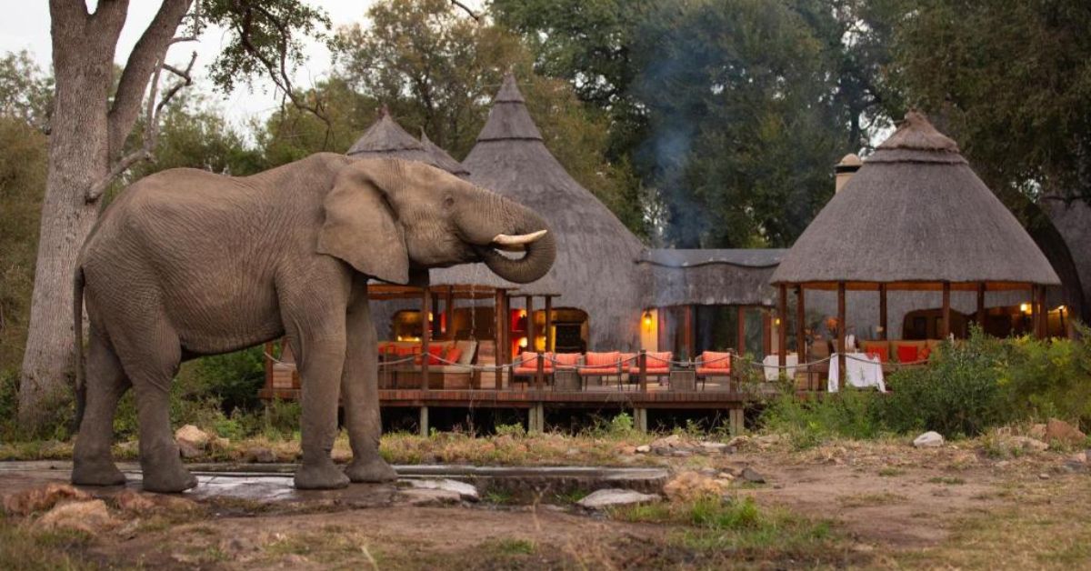 An African elephant stands in front of a luxury safari lodge with conical thatched roofs and an outdoor wooden deck featuring orange cushions.