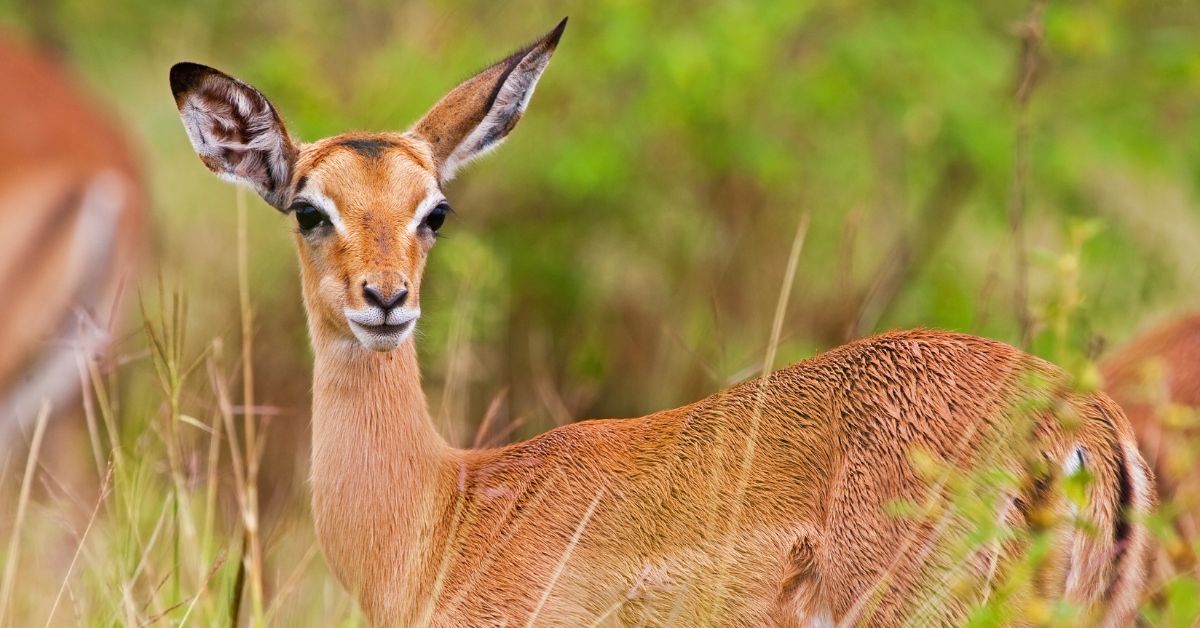 A close-up profile view of a female impala standing alert in the green summer bush, an animal commonly seen in both kruger national park vs greater kruger.