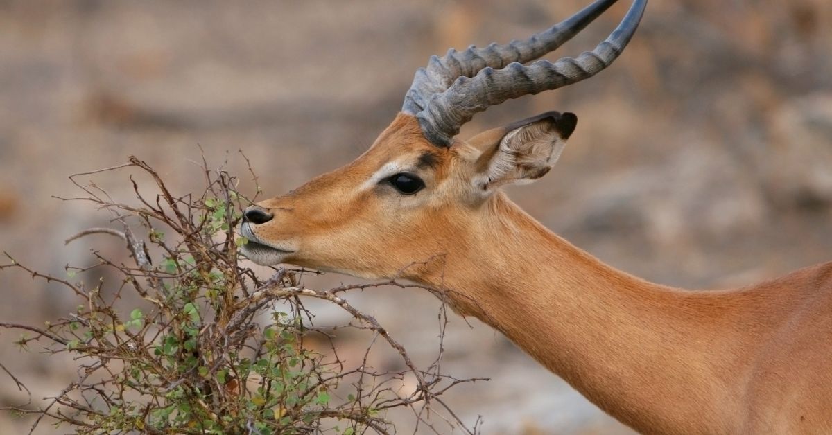 A close-up profile portrait of a male impala antelope eating leaves from a small thorny branch in the wild.