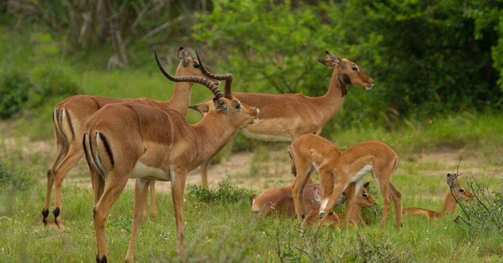 A small herd of impala antelopes standing together in a green, grassy meadow surrounded by bushes during an African safari.