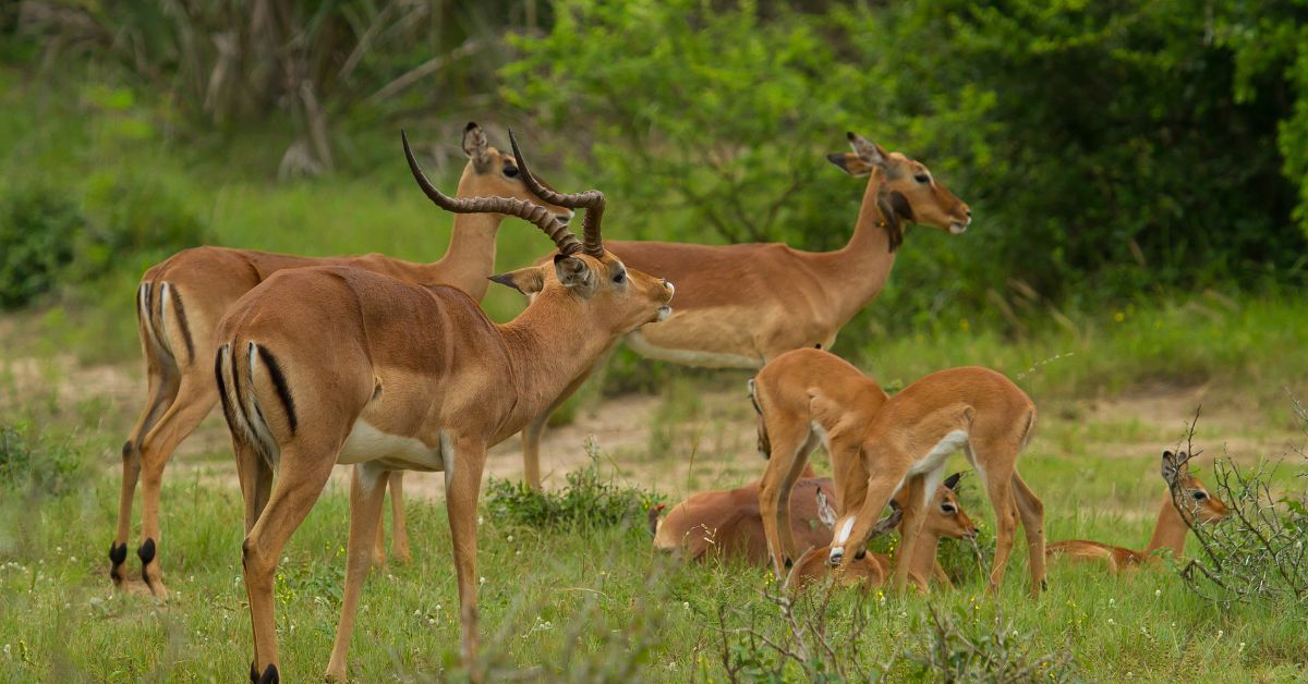 A small herd of impala antelopes standing together in a green, grassy meadow surrounded by bushes during an African safari.