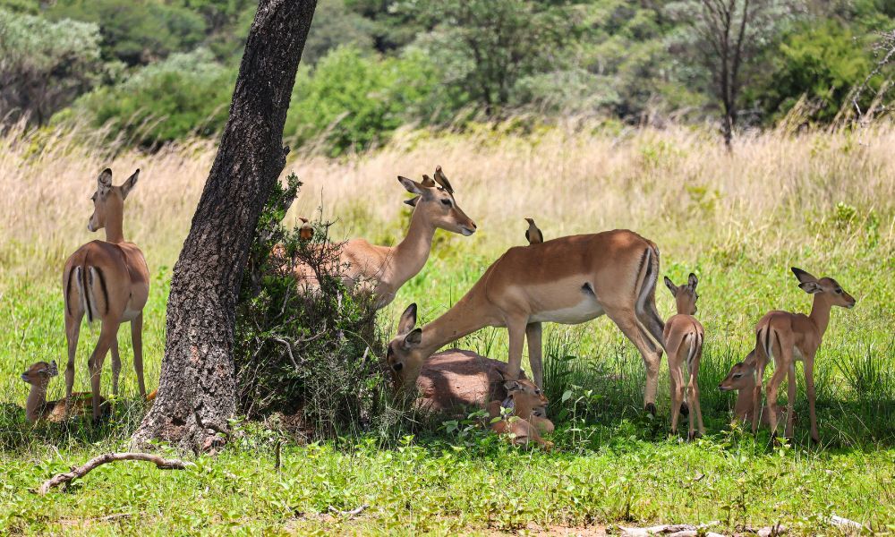 Impala in the Kruger National Park