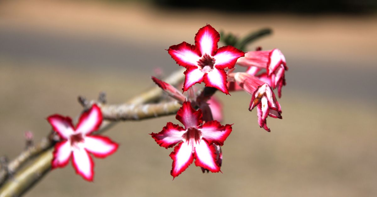 A cluster of striking pink and white impala lilies blooming in the dry Kruger National Park landscape.