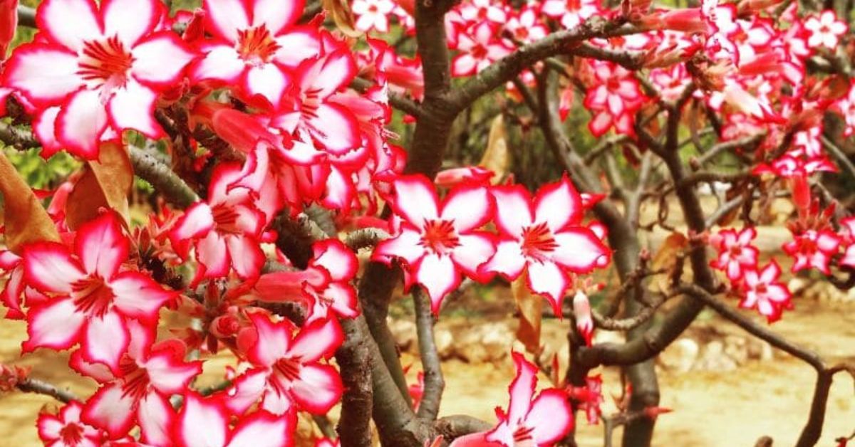 A dense cluster of pink and white Impala Lily flowers in full bloom.