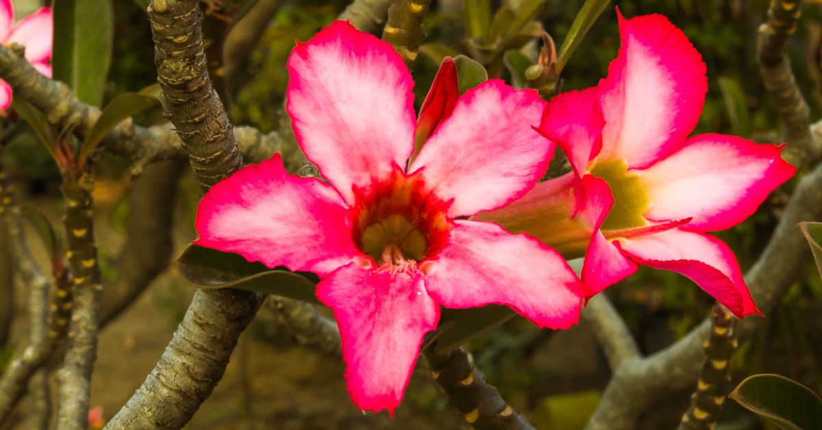 A high-detail macro shot focusing on the vibrant petals of a single Impala Lily.