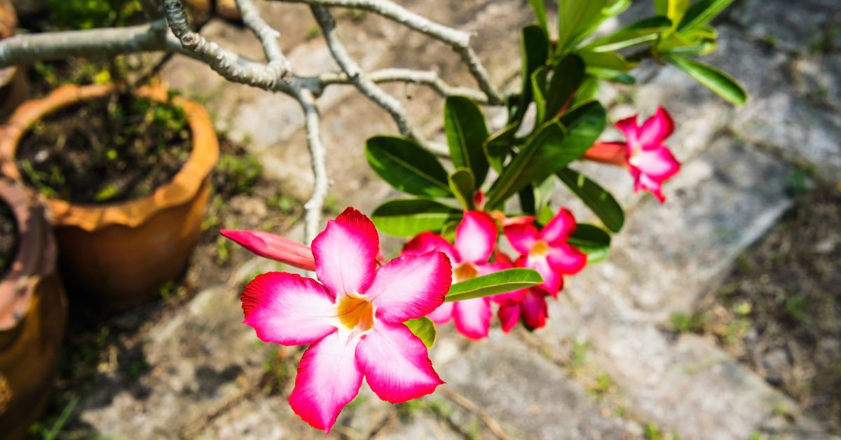 A potted Impala Lily plant with vibrant pink flowers positioned on garden stone.