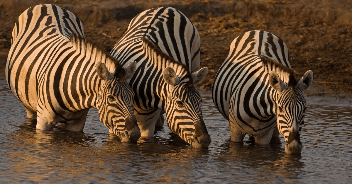 Three zebras leaning down to drink water from a waterhole during a Kruger National Park safari.