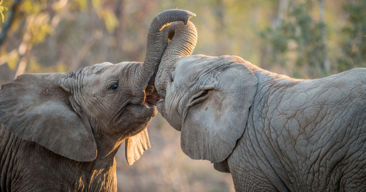 A close-up shot of two young elephants with their trunks locked together in a playful encounter during golden hour.