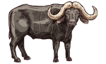 Cape Buffalo Icon