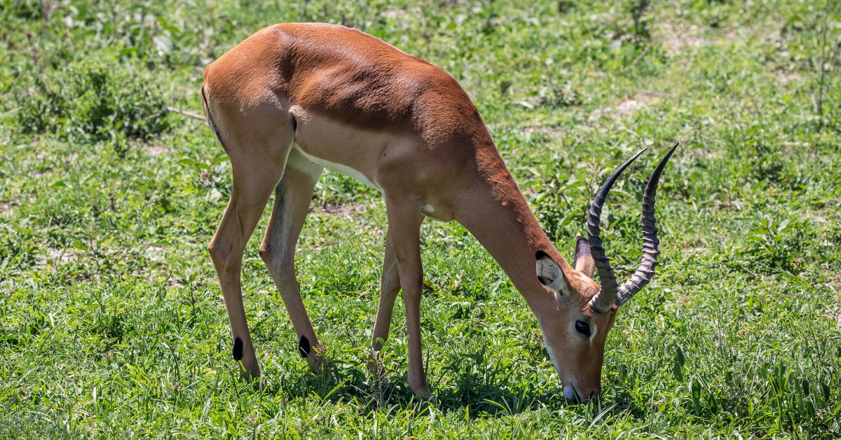 A male impala ram with long, curved horns lowering its head to graze on lush green grass.