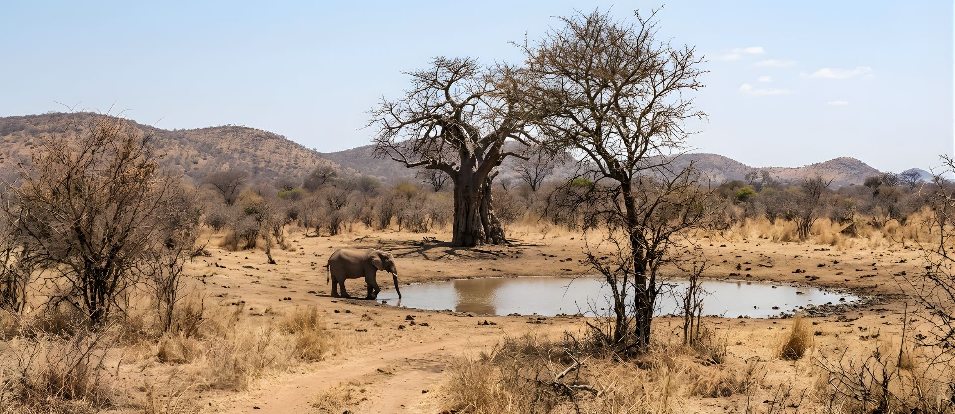 Elephant at a waterhole during the dry season, providing important kruger safari info for wildlife viewing.