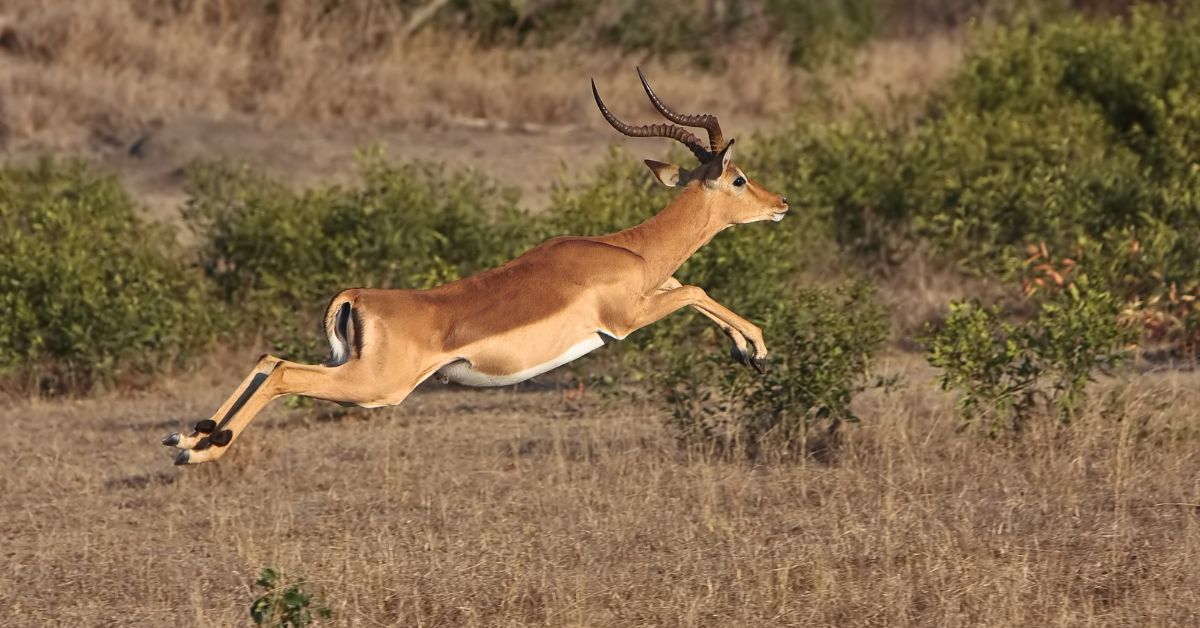 A male impala antelope captured mid-air while leaping across the dry savannah brush during a safari.