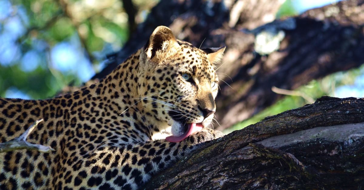 A close-up view of a leopard grooming itself on a tree branch, illustrating natural mammal behaviour.