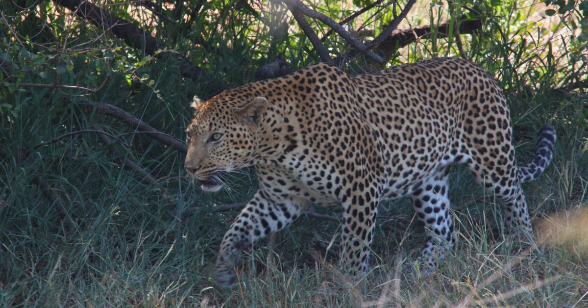 A leopard creeping through dense foliage, showcasing stealthy Kruger wildlife behaviour during a safari.