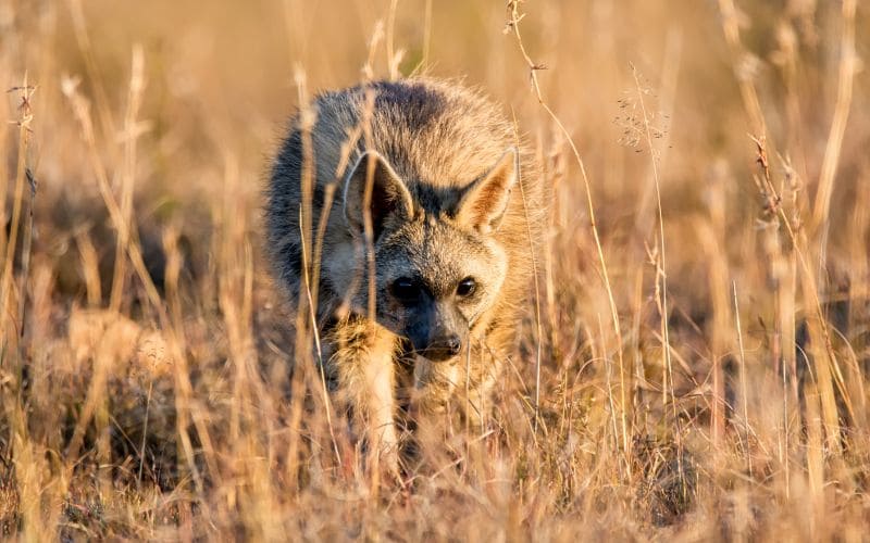 life cycle of the Aardwolf