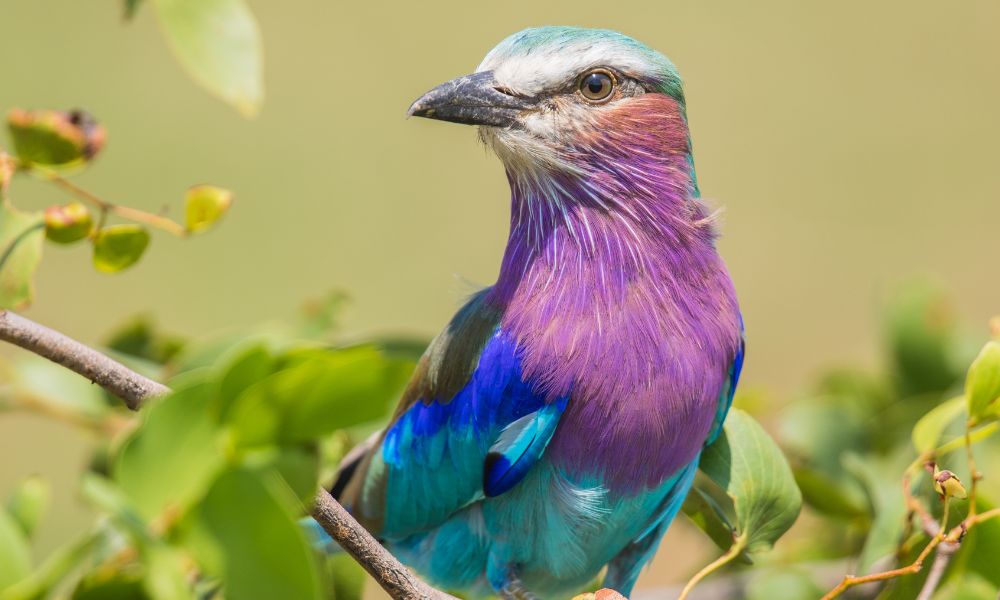 Lilac-breasted Roller in the Kruger National Park