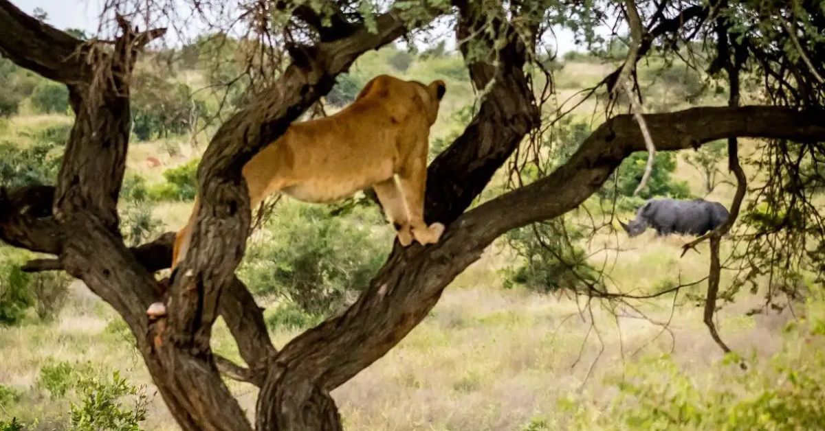 Close-up of a lion navigating the forks of a tree branch, showcasing its powerful limbs during Can lions climb trees