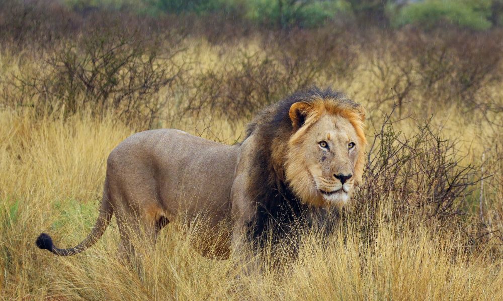 African Lion in the Kruger National Park